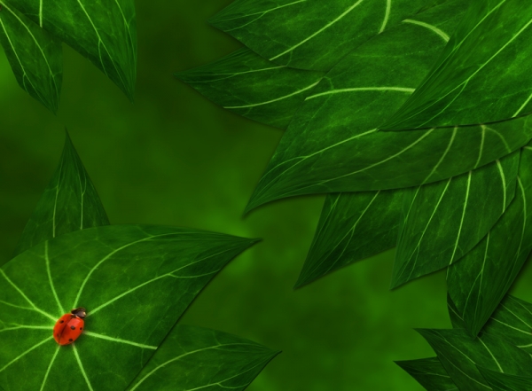 Creation of Ladybug on the leaves: Step 6